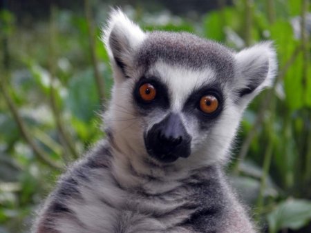 Кошачий лемур (Lemur catta)