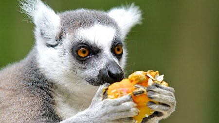 Кошачий лемур кушает
