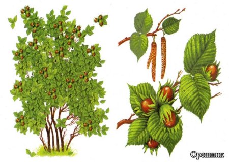 Лещина обыкновенная на белом фоне