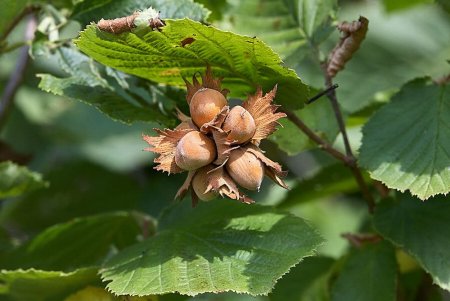 Лещина, орешник, фундук