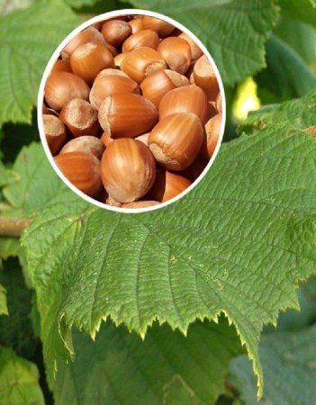 Лещина обыкновенная (Лесной орех)