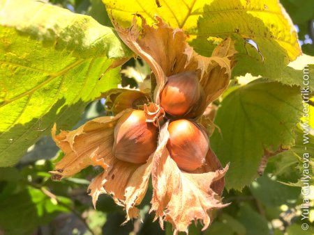 Лесной орех лещина