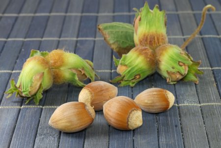 Лесной орех лещина