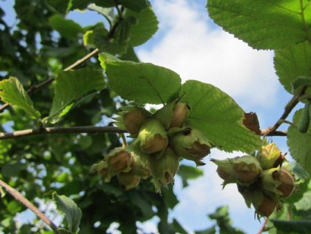 Лесной орех дерево орешник