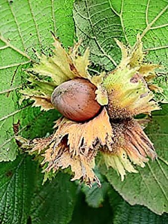 Лесной орех дерево орешник