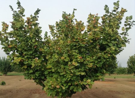 Лещина обыкновенная куст