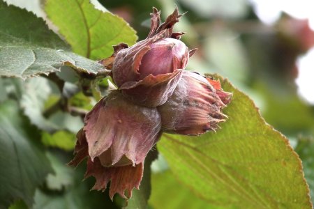 Лесной орех дерево орешник