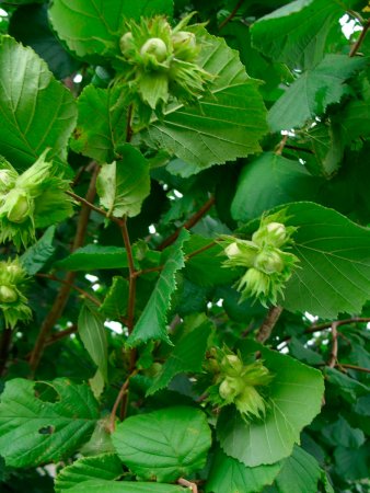 Фундук (лещина обыкновенная)