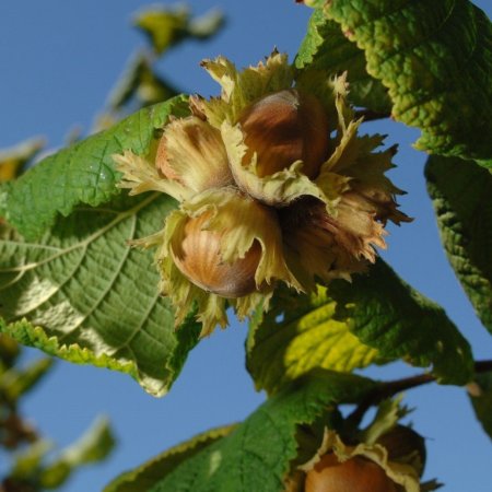 Лещина обыкновенная спелый орех