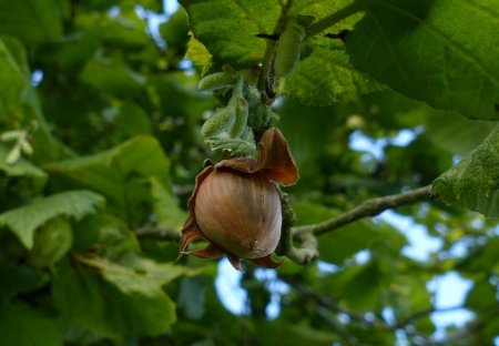 Лесной орех дерево орешник