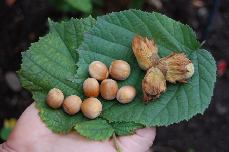 Лещина обыкновенная Трапезунд