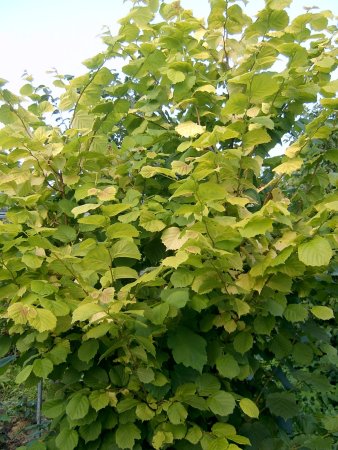 Лесной орех дерево орешник