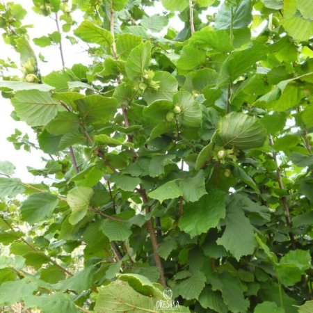 Фундук (лещина обыкновенная) Исаевский