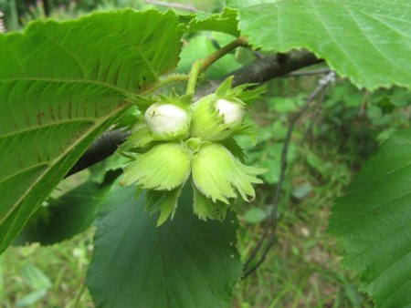 Лесной орех дерево орешник