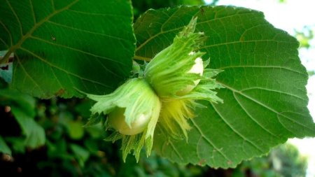 Corylus avellana