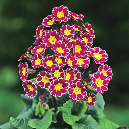 Примула кьюская