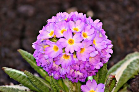 Примула подушковидная