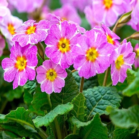 Примула / первоцвет (Primula)