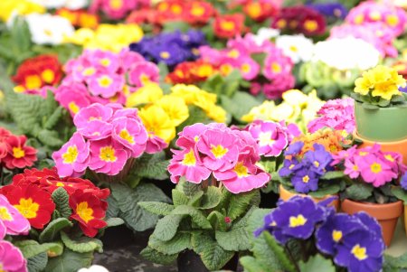 Примула Обконика микс