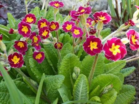 Примула цветок