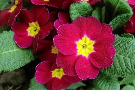 Примула многолетняя Садовая