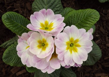 Примула крупноцветная