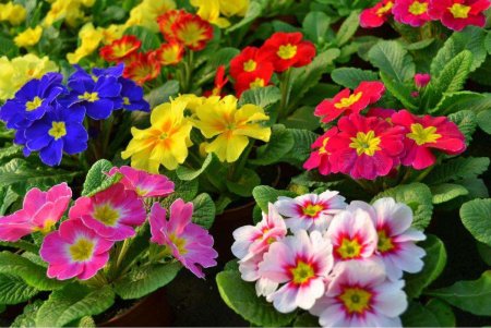 Примула цветок