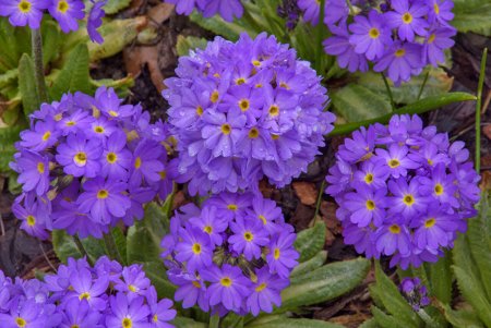 Примула (Primula) Lilac
