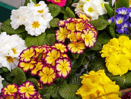 Примула цветок