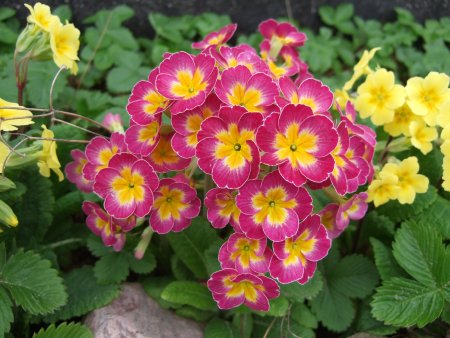 Примула цветок