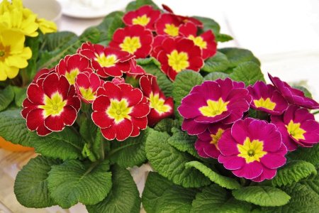 Примула Primula vulgaris Red