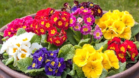 Примула многолетняя