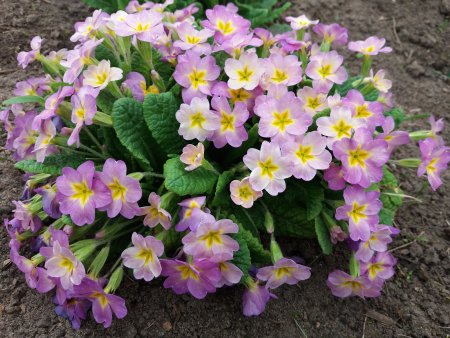 Примула многолетняя