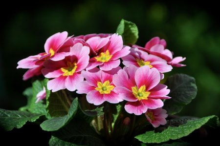 Примула / первоцвет (Primula)