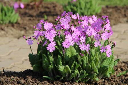 Примула многолетняя