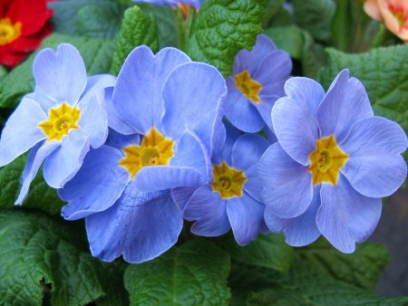 Примула цветок