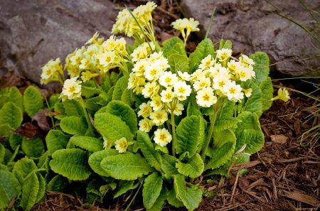 Примула бесстебельная