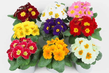 Примула акаулис