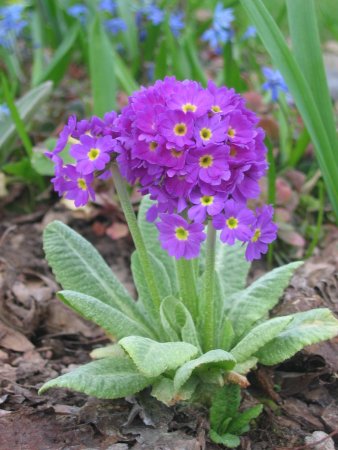 Примула мелкозубчатая Лилак