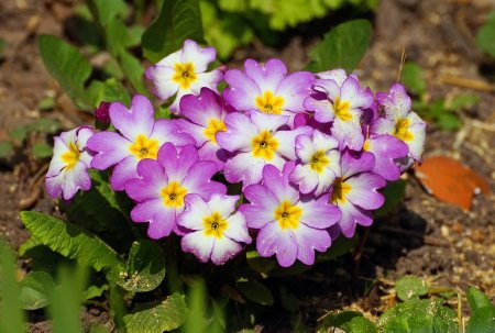 Примула Лесная