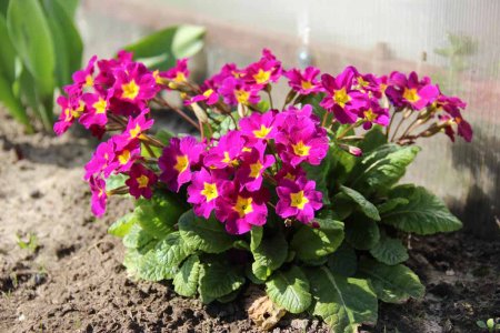 Примула многолетняя