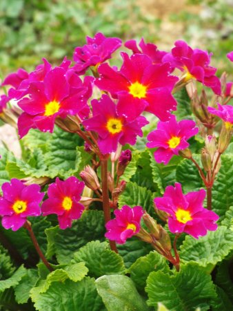 Примула цветок