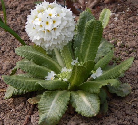 Примула мелкозубчатая Альба