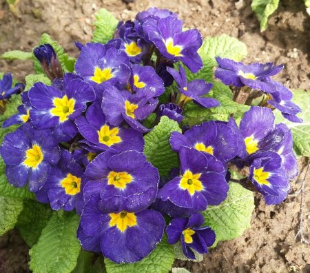 Примула цветок многолетний