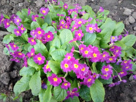 Примула пругоницкая