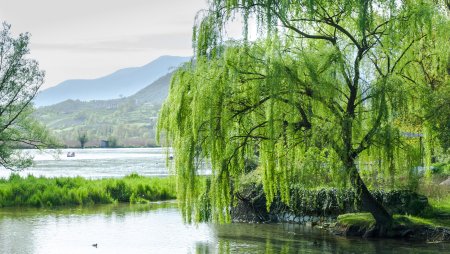 Ива Вавилонская Урал