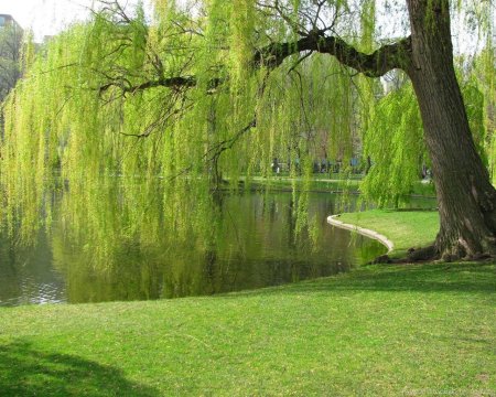 Плакучая Ива дерево