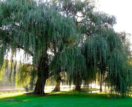 Ива плакучая серебристая