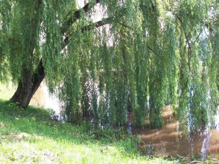 Ива плакучая Кореновск
