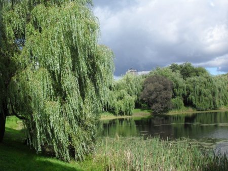 Плакучая Ива в России